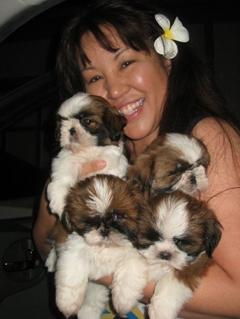 Michi Moore Hawaii > My Smug Mug >  pups
